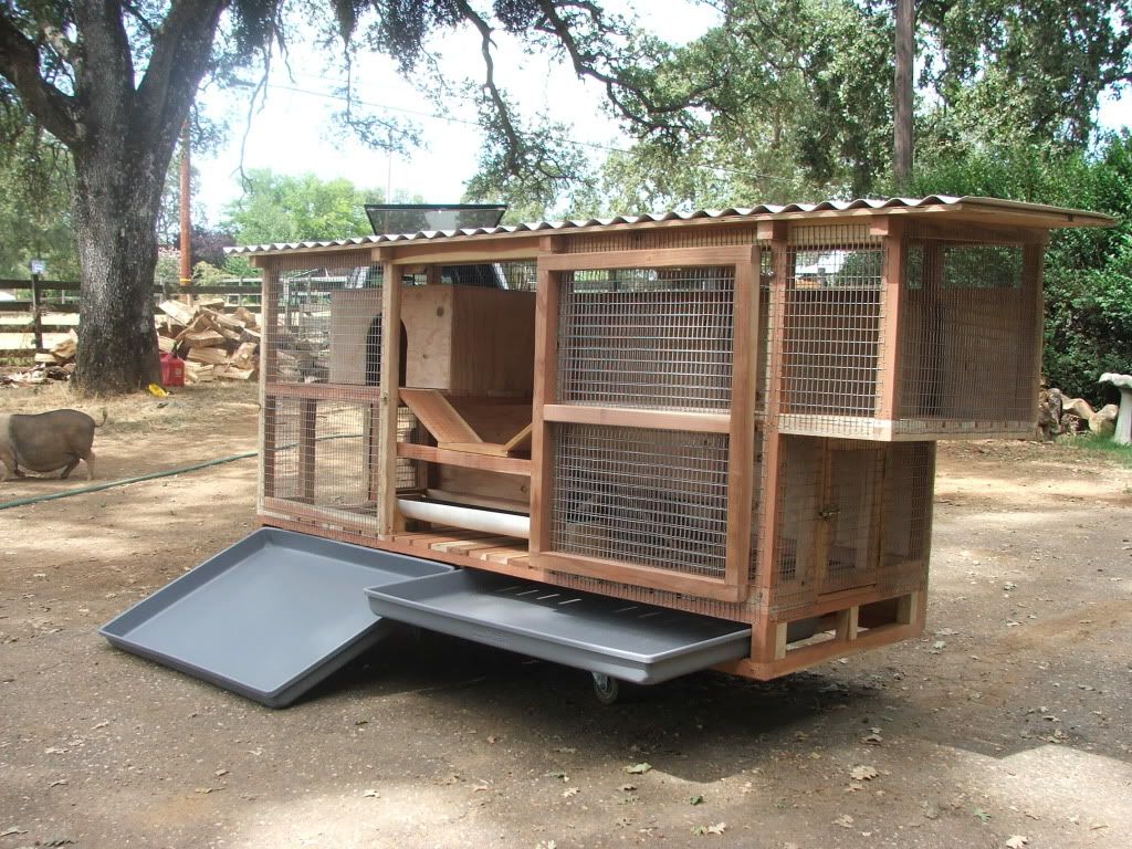 Flemish Giant Rabbit Cage